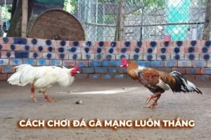 Bí Quyết Chơi Đá Gà Sabong Tại SV388 Từ Các Sư Kê Chuyên Nghiệp