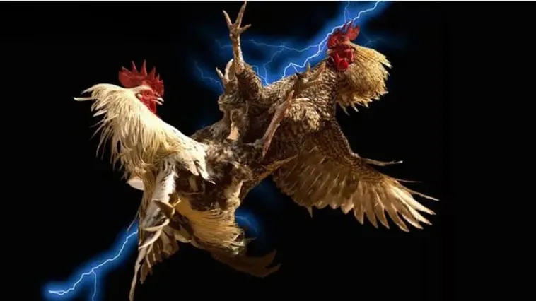 Đá Gà SV388 Trực Tiếp Từ Trường Gà Quốc Tế Đỉnh Cao Nhất 2025